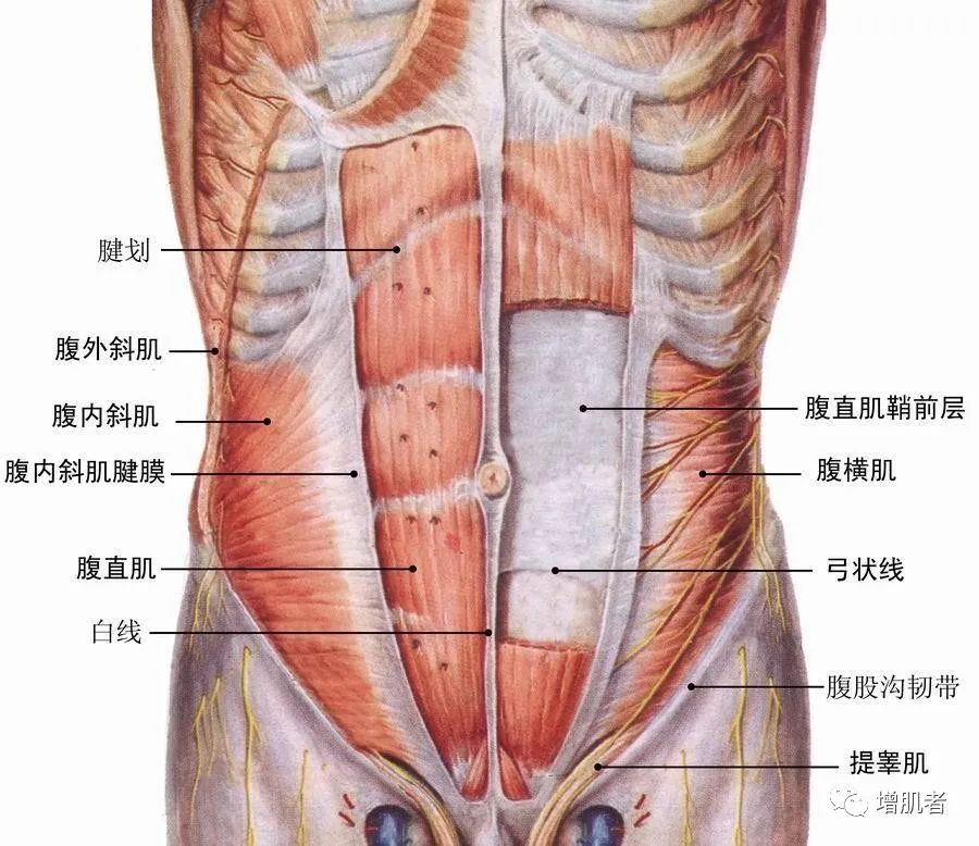 每天泡在健身房，追求完美腹部形态，可你真的了解腹肌吗？