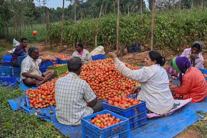 ▲人们在印度班加罗尔市郊整理采摘的番茄，准备装箱。图/新华社