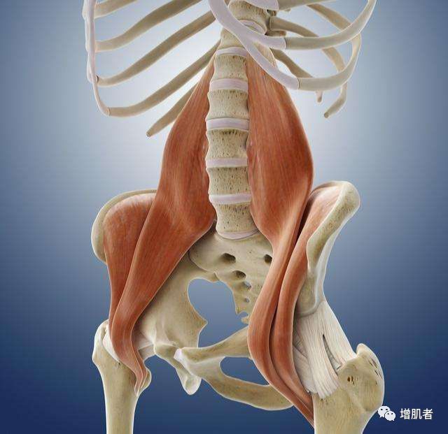 经常腰部疼痛，可能是髂腰肌出了问题，要勤加练习