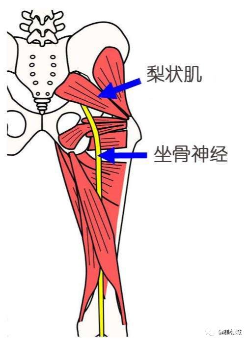 臀部腰部偶尔疼痛，可能是梨状肌综合征，做这些瑜伽动作可以缓解