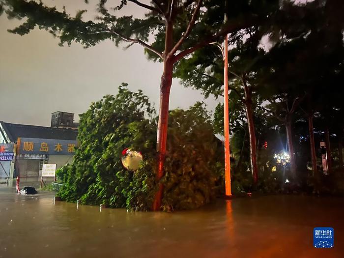 　7月17日晚，在广东湛江海滨大道北，路边的树木被风刮倒（手机照片）。新华社记者 邓华 摄