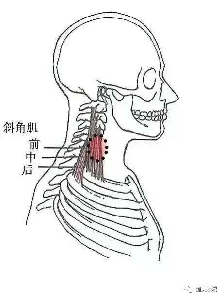 颈肩酸痛，最主要是拉伸做得不到位，推荐这几种方式拉伸缓解