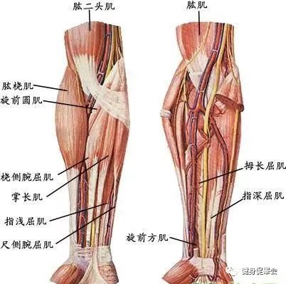 健身人梦寐以求的麒麟臂包括哪些肌肉？这样的手臂真的美吗