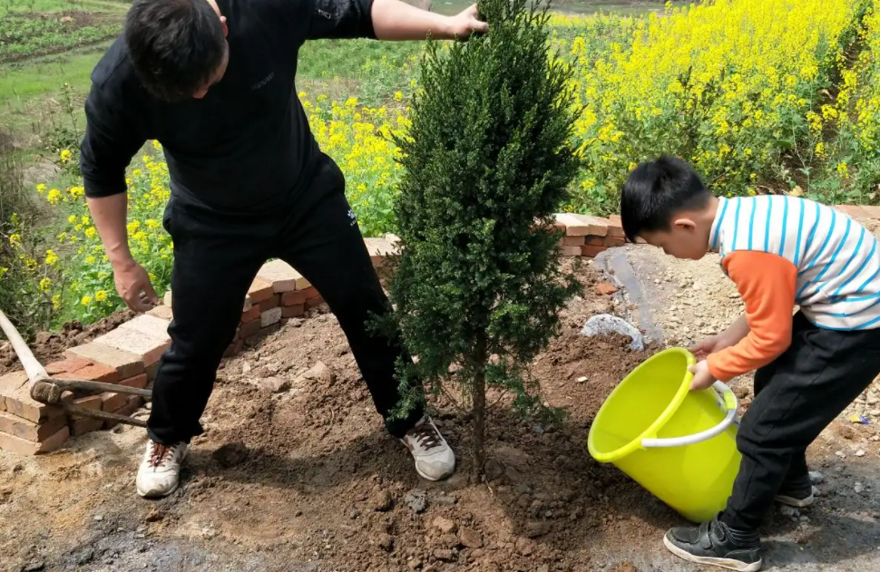 词源趣谈 | 用脚底板踩入地里的plant（植物）