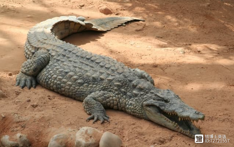 词源趣谈 | 都是鳄鱼，alligator和crocodile有什么区别？