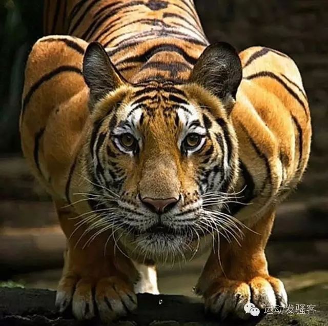 野兽力量：老虎、狮子、猎豹谁的肌肉更强壮威猛？