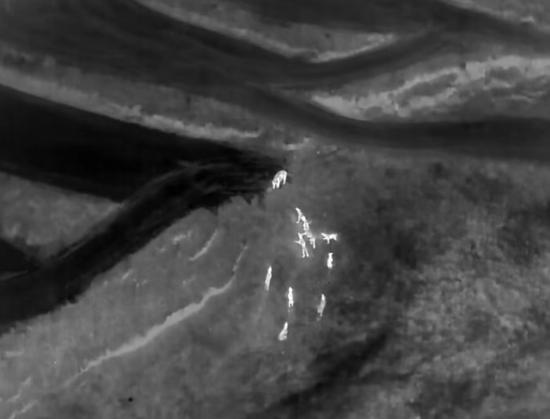 无人机镜头下猎狗追逐野猪画面。图/胡克非
