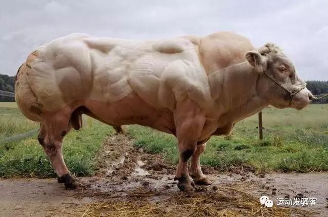 世界上最强壮的牛，魔鬼般的爆筋肌肉，牛魔王中的施瓦辛格