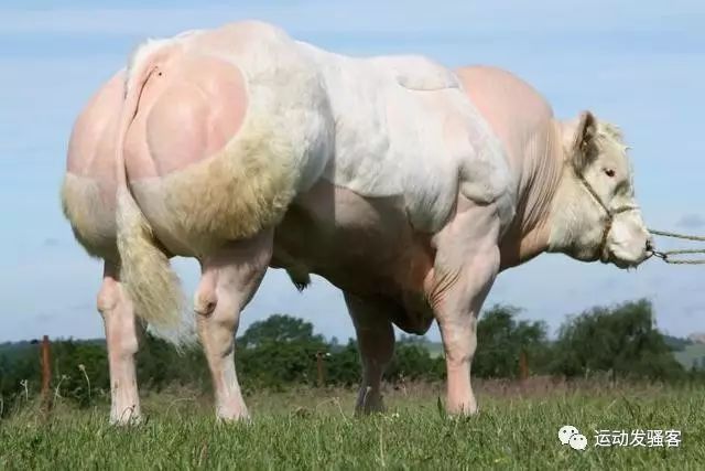 世界上最强壮的牛，魔鬼般的爆筋肌肉，牛魔王中的施瓦辛格