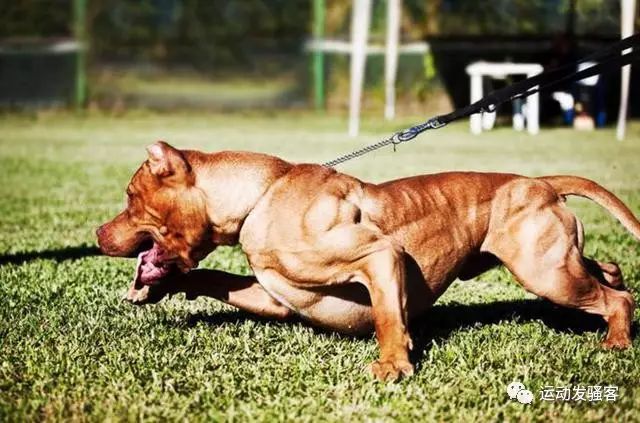 强壮威猛的8只肌肉狗，肌肉呈爆筋拉丝状，最后一个亮了！