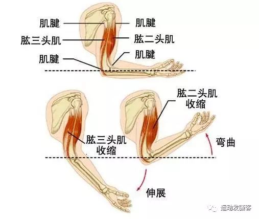 4个有效刺激肱二头肌肌峰的动作，练就高耸有型的手臂肌肉