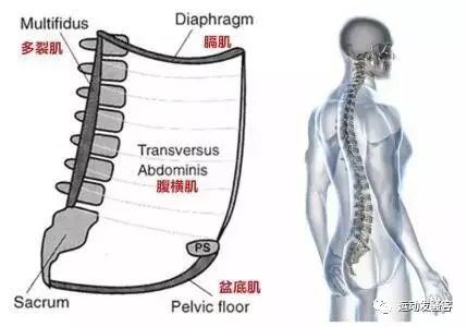 我们常说的核心肌群到底是指的什么？让我们来了解核心肌群