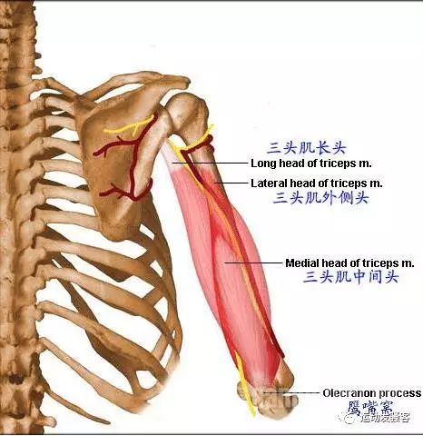 ​强壮的三头肌怎么练？这些动作帮你打造！