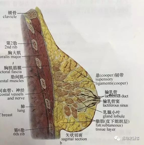 女性健身练胸的意义在哪？怎样通过胸部训练改善胸型？