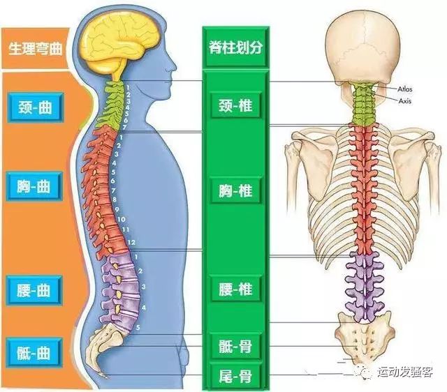 健身后经常性腰痛？可能是你的锻炼方式不对，导致身体受损