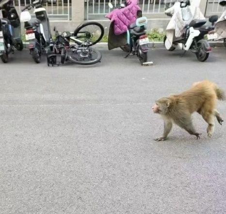 北京朝阳、海淀等多区有市民目击到猴子 野生动物救护机构正开展抓捕