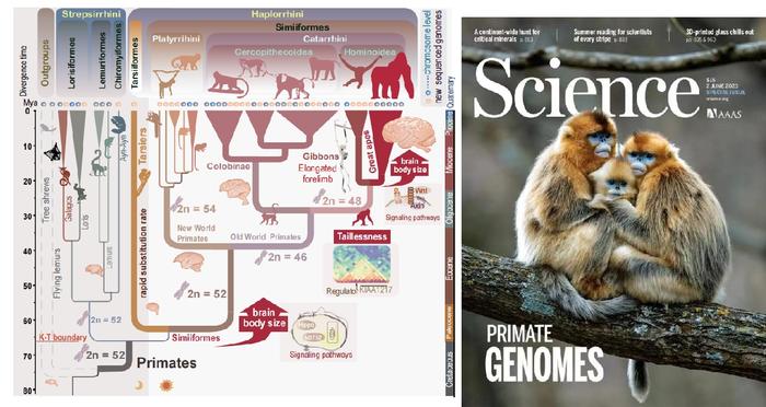 （左）灵长类动物基因组分析概况；（右）川金丝猴被选为Science封面图片