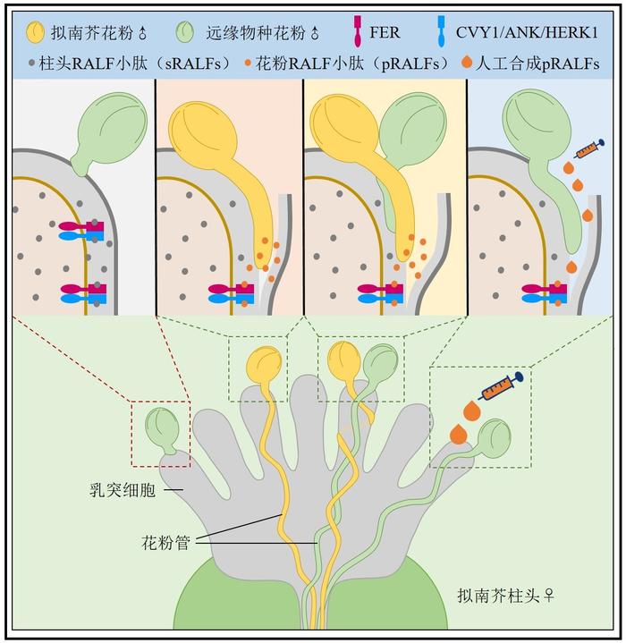 模式植物拟南芥柱头—花粉识别的“锁-钥”模型和花粉蒙导效应的分子机制